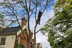 Acacia removal and cedar reduction in Ufford