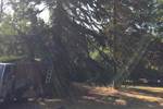 Bromeswell Atlas Cedar Dismantle
