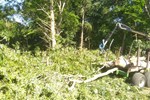 Brush clearing and woodland clearance