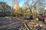 Poplar tree felling and timber extraction in Ufford