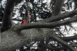 Professional tree surgery in Ipswich