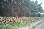 Stacked log pile