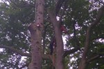 Tree climber at work
