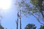 Atlas Cedar Dismantle Bromeswell