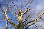 Beech Dismantle in Aldeburgh