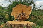 Dead beech fell in Hollesley