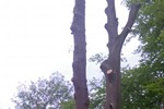 Full tree removal