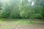 Garden clearance and tree thinning