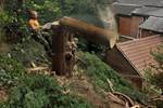 Hillside Tree Felling in Action