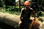 Joel Stone - Tree Surgeon