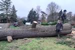 Large Felled Cedar - 1