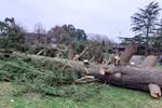 Large Felled Cedar