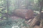 Large felled tree