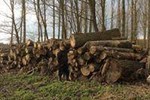 Large logging
