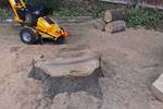 Stump Grinding and Removal