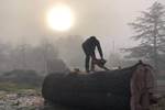 Sunrise on the Large Felled Cedar