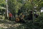 Timber Extraction from a Private Garden