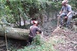 Tree felling