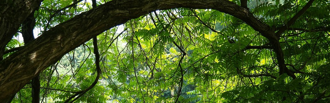 Bent tree branch
