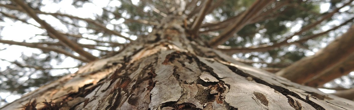 Looking up a tree