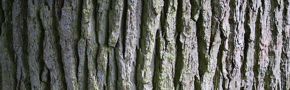 bark03
