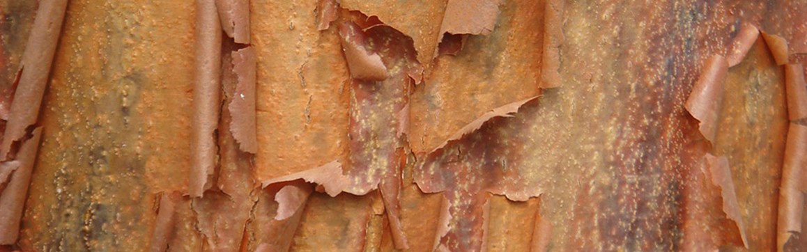 bark04