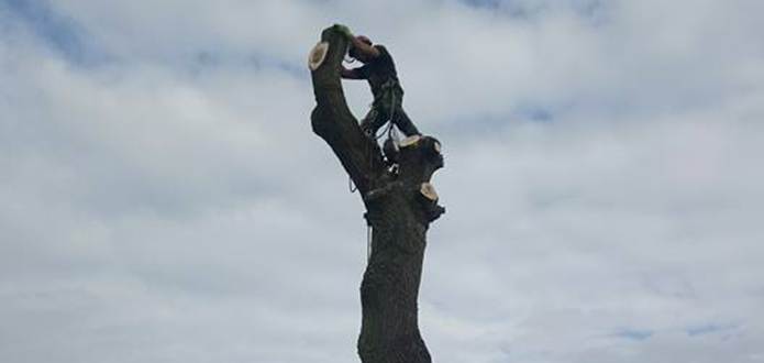 Tree surgeon up tree